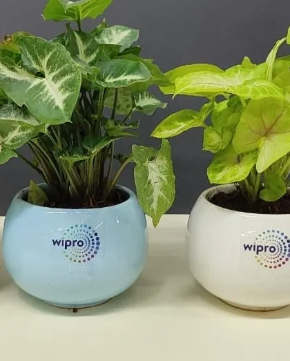 We prepared these Syngonium plant gifts for Wipro, using pastel blue and white ceramic pots with their logo. These make for a refreshing and thoughtful corporate giveaway.