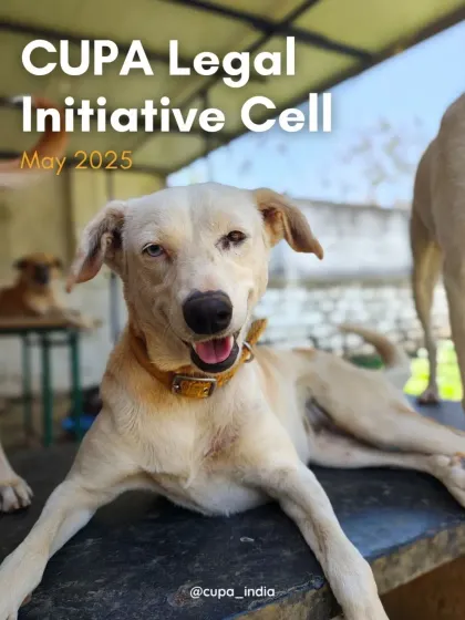 An overview of my legal cell's work in May, prosecuting criminal cases under the Prevention of Cruelty to Animals Act and advocating for community animals and wildlife.