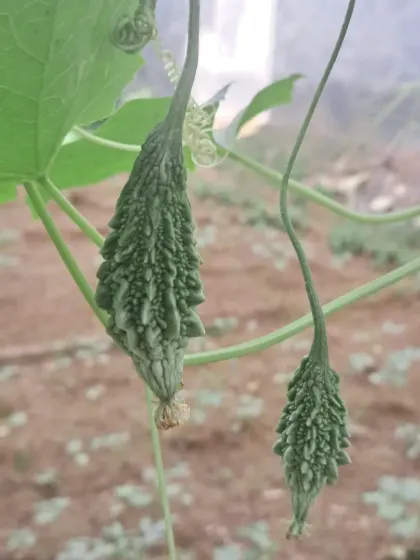 These small bitter gourds, or karela, are just starting to develop. I can teach you how to care for them from this early stage.