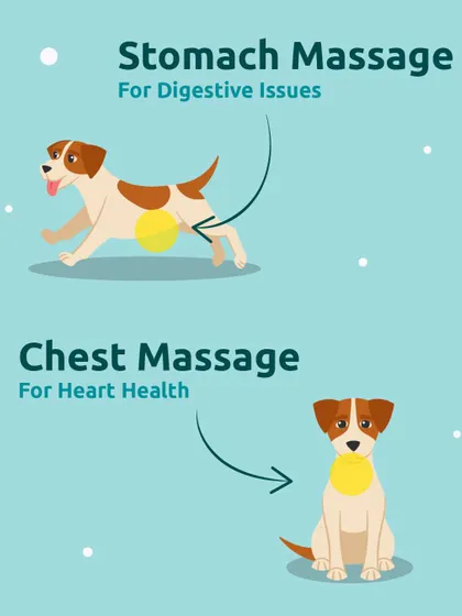 A gentle stomach massage can aid with digestive issues, while a chest massage is good for circulation and heart health. These are simple ways to show you care.