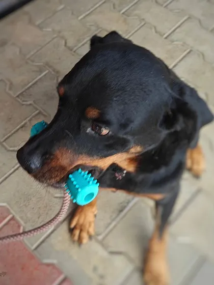 This is a memorial for my dear foster, a gentle Rottweiler who loved toys and kittens. His story is a reminder that some dogs wait a long time for a home that never comes, but their lives are still filled with love and meaning. Every dog's journey teaches us something.