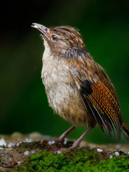 The Hoary-throated Barwing, named for the silvery-white feathers on its throat. This species is found in the temperate forests of the Eastern Himalayas.