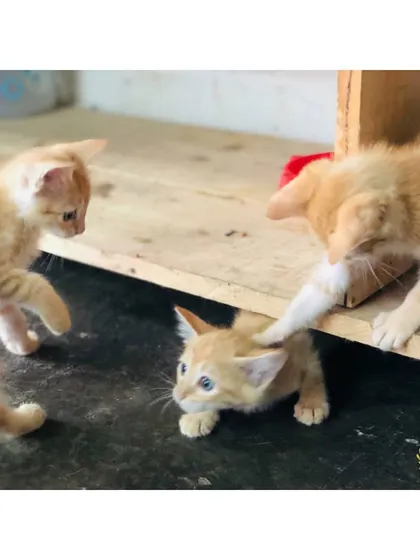 Three ginger tabby kittens wrestling and playing together. This kind of interaction is crucial for their development, teaching them how to play gently and communicate with other cats.