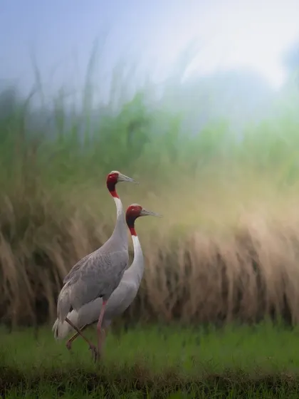 A pair of Sarus Cranes standing together in a soft, ethereal light. This image has a painterly quality, evoking a sense of romance and lifelong partnership.