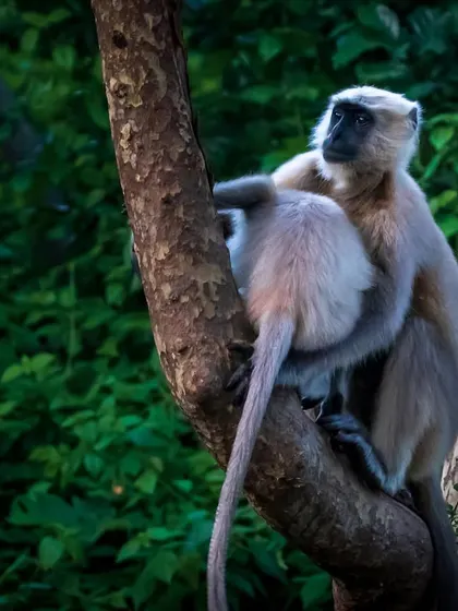 In the deep green forests of Jim Corbett, I found this pair of Langurs sharing a moment of social grooming. This image tells a story of connection and community in the animal kingdom, a central theme in my work.