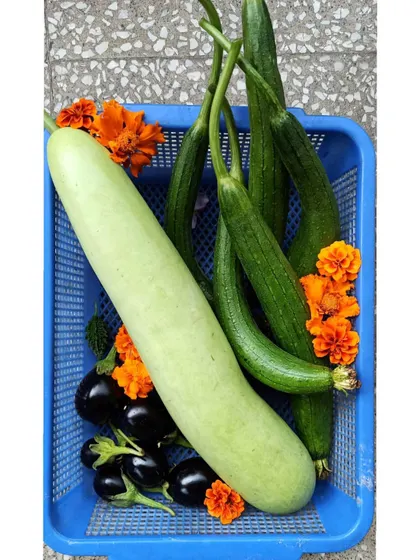 A big harvest day with a large bottle gourd, sponge gourds, and brinjals, all packed into a basket.