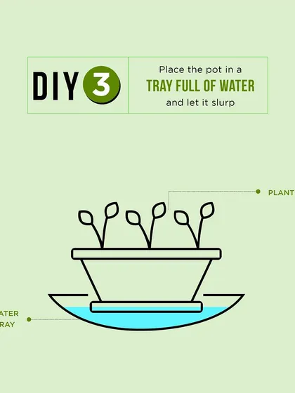 DIY watering hack 3: For plants that like consistently moist soil, place the pot in a tray full of water and let it slurp up what it needs from the bottom.