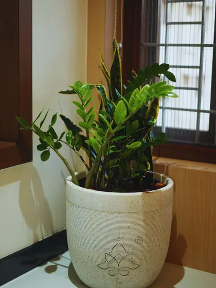 A healthy mix of low-maintenance plants, including a ZZ plant and a Snake Plant, are combined in a single stone-finish pot, creating a mini-garden perfect for a bright corner.