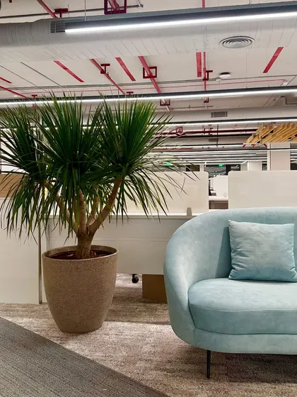 The same potted Dragon Tree seen from a different angle, placed next to a modern curved sofa. Strategic placement of plants can define spaces and improve the overall interior design.