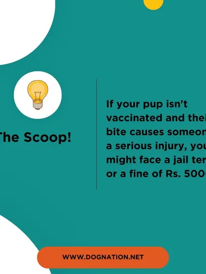 This graphic clarifies the real consequences under the updated pet law, focusing on the importance of vaccination and preventing serious injury.