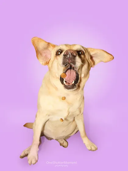 Those floppy ears flying in the air are everything! This is another fantastic action shot of Bella mid-catch. These photos always make me so happy.