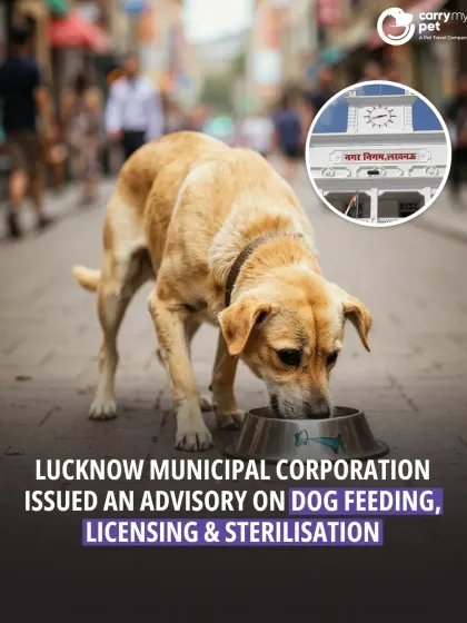In this news roundup, we cover the Lucknow Municipal Corporation's advisory on dog feeding, licensing, and sterilization.