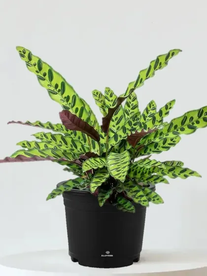 The Rattlesnake Plant (Calathea lancifolia) has long, wavy leaves with a distinctive pattern, adding a touch of the exotic to your plant collection.
