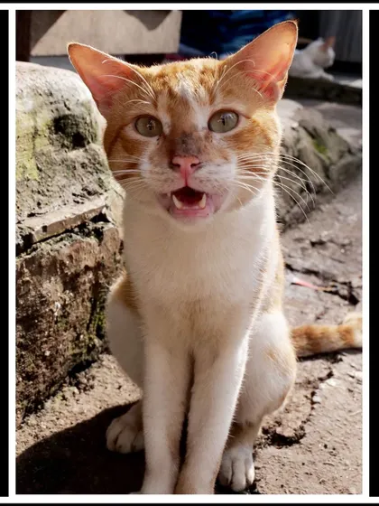 The same cat from Dhobi Ghat, this time with its mouth open as if in mid-conversation. Capturing these expressions gives them personality.