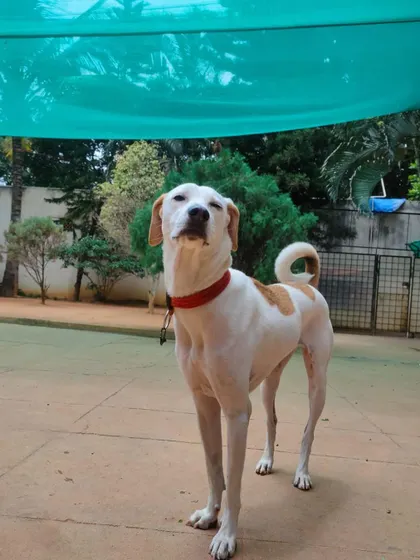 Jade, a proud and happy hound, enjoying the day. Her confidence is a great example of a well-socialized dog.