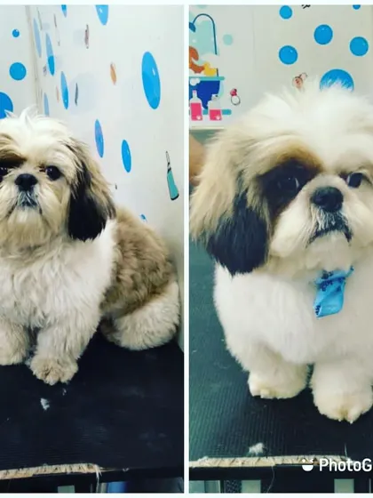 A simple trim and tidy-up for this Shih Tzu resulted in a much neater and more comfortable look.