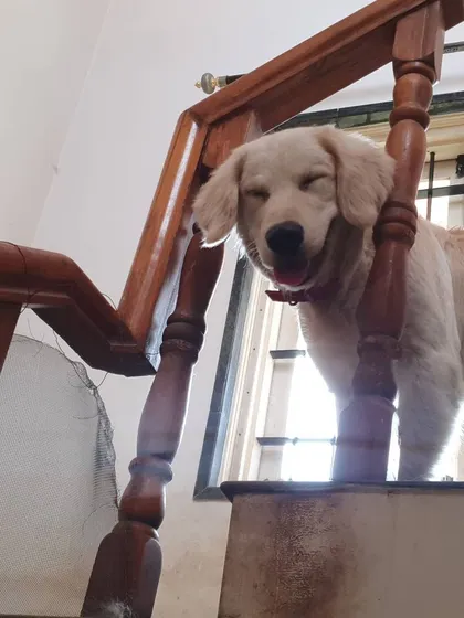 A beautiful, sunlit shot of a happy Golden puppy. The smile says everything about how comfortable he feels here.