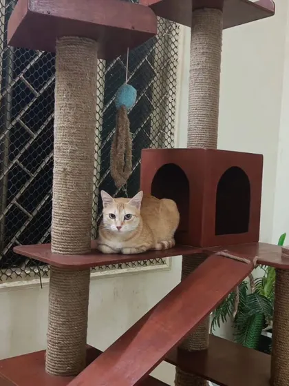 A guest relaxes on a smaller cat tree, demonstrating that we have enrichment options suitable for cats of all ages and activity levels.