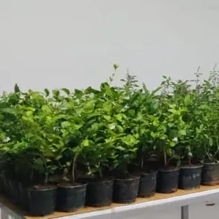 A batch of small flowering plants in nursery pots, part of a bulk delivery for a corporate event.