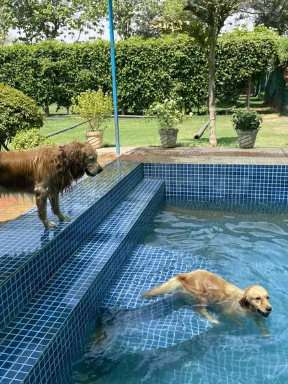 One dog swims while another waits eagerly by the steps. Our pool is designed with easy entry and exit points, making it safe and accessible for dogs of all confidence levels.