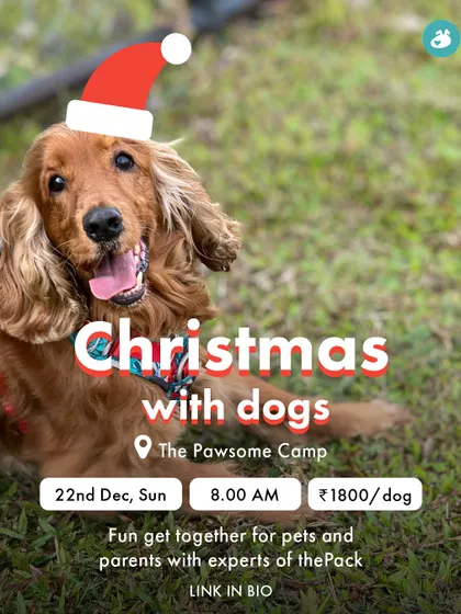 A happy Cocker Spaniel in a Santa hat, ready for our 'Christmas with Dogs' event. We love celebrating festivals with our two-legged and four-legged pack members.