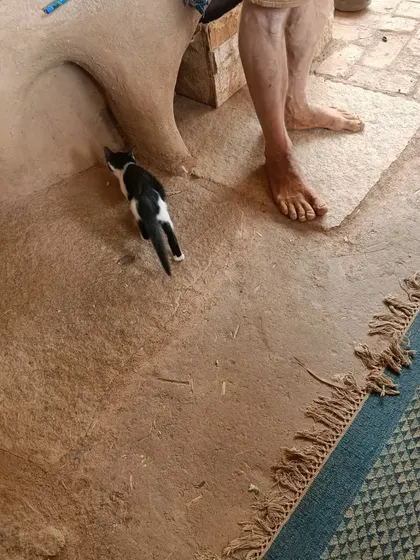 A curious kitten explores near a traditional mud oven at the farm. These unscripted moments of discovery are what make our field trips so special.