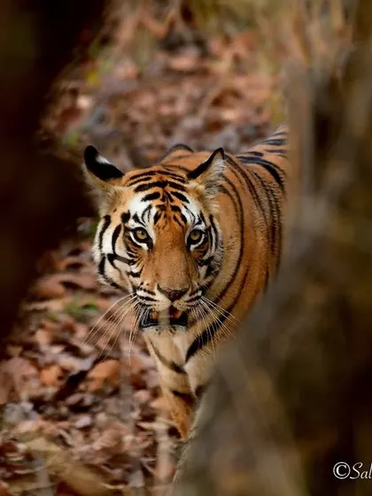 Peek-a-boo with Mausi Ma, a tigress in Sanjay Dubri Tiger Reserve. This shot captures the elusive nature of tigers as they move through their forest home.