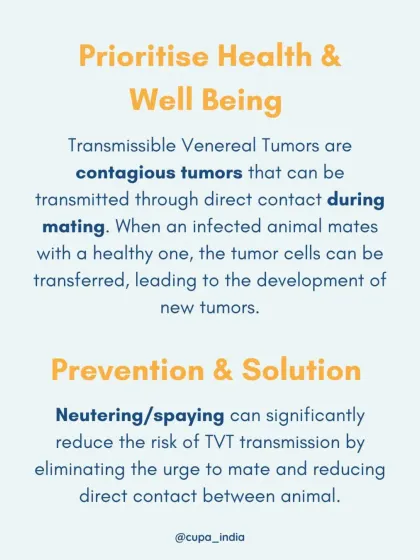 Education is key to animal welfare. This graphic explains Transmissible Venereal Tumors (TVTs) and how neutering is the most effective solution to prevent their spread among community dogs, a core part of our mission to prioritize animal health.