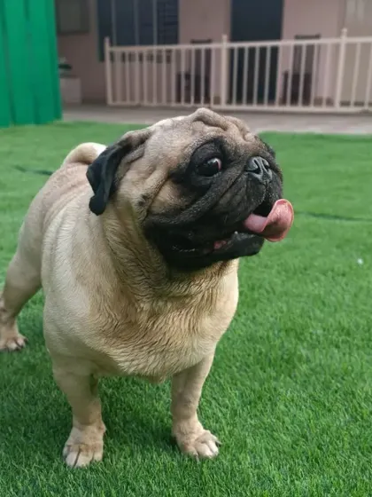 This pug is exploring the yard, ready for the next game. I ensure all dogs, no matter their size or energy level, have a wonderful time.
