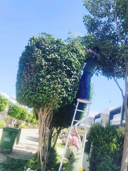 This is an example of our specialized topiary and tree pruning service. It requires skill and the right equipment to shape large shrubs and trees, which adds a formal, elegant look to a landscape.