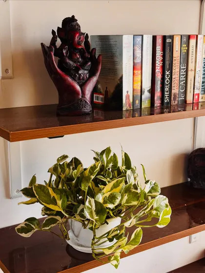 No bookshelf is complete without a plant. A simple Marble Queen Pothos adds a touch of life and color to this shelf, complementing the books and the Ganesha idol.