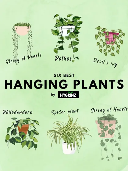Looking for hanging plants? Here are six of the best options, including String of Pearls, Pothos, and Spider Plant, to add vertical greenery to your home.