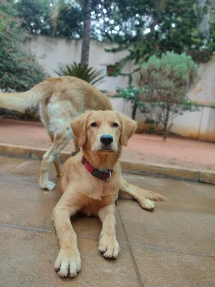 A young Golden Retriever looking calm and confident. Our environment helps build social skills and confidence in young dogs.