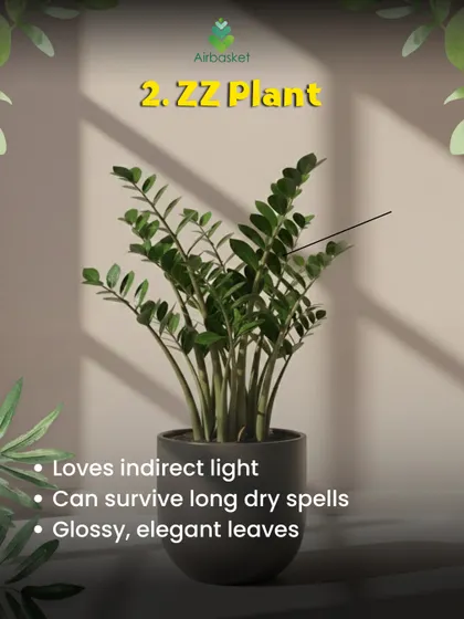 Meet the ZZ Plant, a true survivor. It loves indirect light and can handle long periods without water thanks to its glossy, elegant leaves that store moisture. It's a perfect choice for beginners.