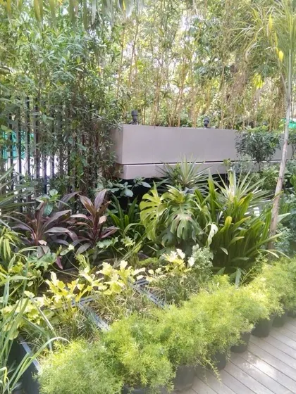 A small garden I recently made for a villa in Noida. The dense greenery and layered plants bring birds and butterflies, proving that a garden is essential for human existence, not just a luxury.