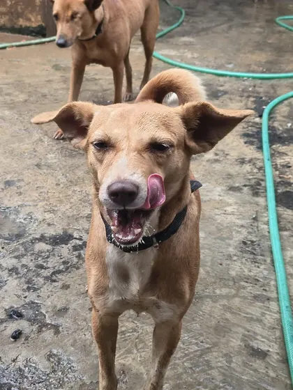 That "yummy meal" face! The satisfaction on our dogs' faces after they've eaten is the best reward.