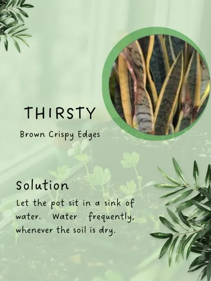 Brown, crispy edges on leaves are a clear sign your plant is thirsty. This guide offers a simple solution: let the pot sit in a sink of water to allow it to soak up moisture from the bottom.