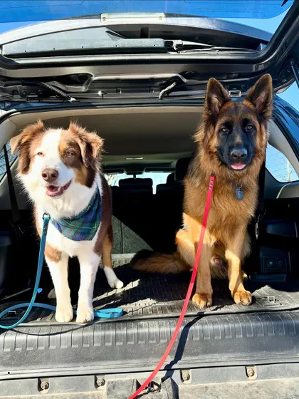 Hank, our German Shepherd graduate, posing with his Aussie friend. Our training helps dogs with issues like leash reactivity learn to be calm and social.