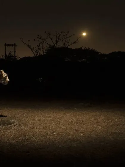 Luna, the leopard I documented for years, stands under the moonlight in an open patch within Aarey. Her story is a powerful example of how wildlife can adapt to urban pressures if given the chance.