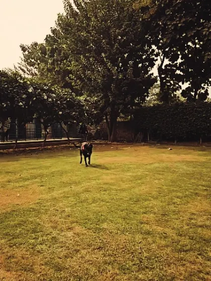 A lone dog enjoying the peace and quiet of the vast lawn. Our space is large enough for dogs who prefer their own company to find a quiet spot to relax.