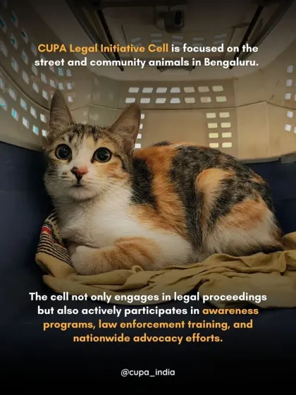 My legal cell focuses on street and community animals in Bengaluru, engaging in legal proceedings, awareness programs, and nationwide advocacy to create lasting change.