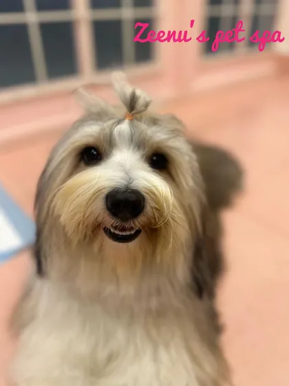 This sweet Havanese is showing off her cute top knot, a great way to keep long hair out of her eyes.