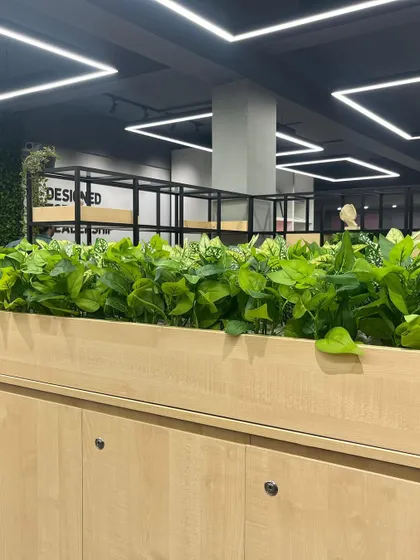 A simple and effective way to add greenery to an office. We used artificial plants in built-in wooden planters to create a natural partition and bring life to the workspace without any maintenance.