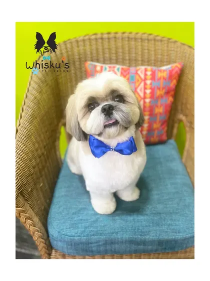 A classic Shih Tzu haircut, leaving the coat full on the body with a neatly trimmed face. This handsome boy is looking sharp with his blue bow tie.