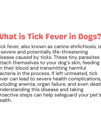 Tick fever, or canine ehrlichiosis, is a potentially life-threatening disease transmitted by ticks. Understanding what it is and how it's caused is the first step toward protecting your dog.