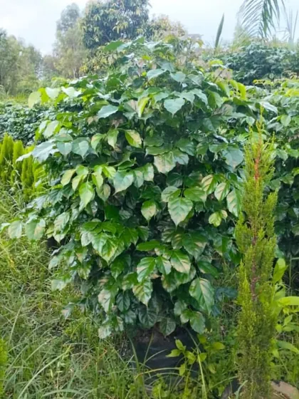 A large, healthy Radermachera (China Doll) plant at our nursery. We have a wide selection of big indoor houseplants ready for your home or office.