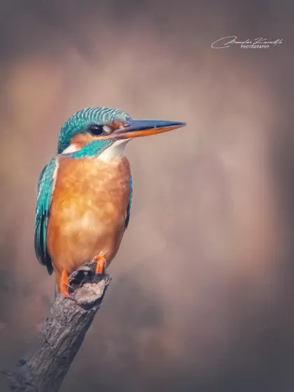 This Common Kingfisher portrait has a soft, painterly feel due to the beautiful background blur. It shows my artistic approach to wildlife photography, not just documenting the subject.