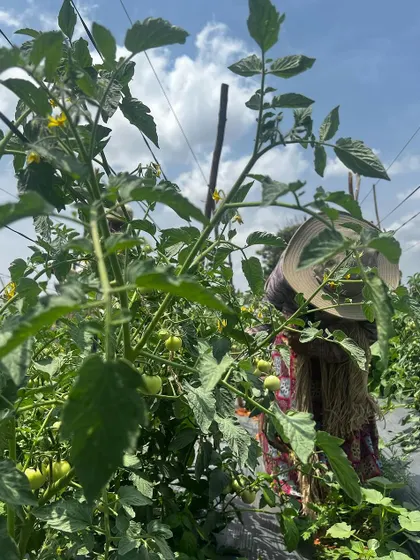 One of our hardworking farm laborers tending to the tomato plants in our Tumkur field. Their dedication and long hours are what bring the food from our farm to your table.