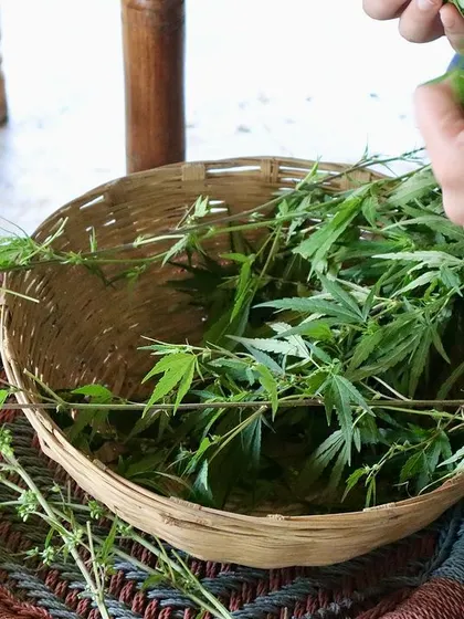 A basket of foraged cannabis greens, ready for the community cooking session. Participants learn how to identify and ethically harvest these wild edibles.