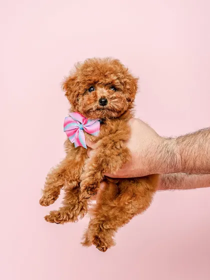 Freshly fluffed and ready to charm! This tiny poodle puppy, complete with a colorful bow, posed like a superstar after a grooming session. Pure, adorable fluff!
